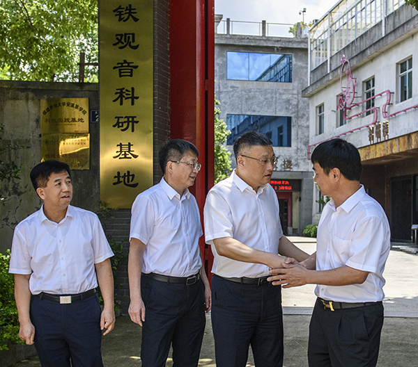 日春茶业王启灿简介图片